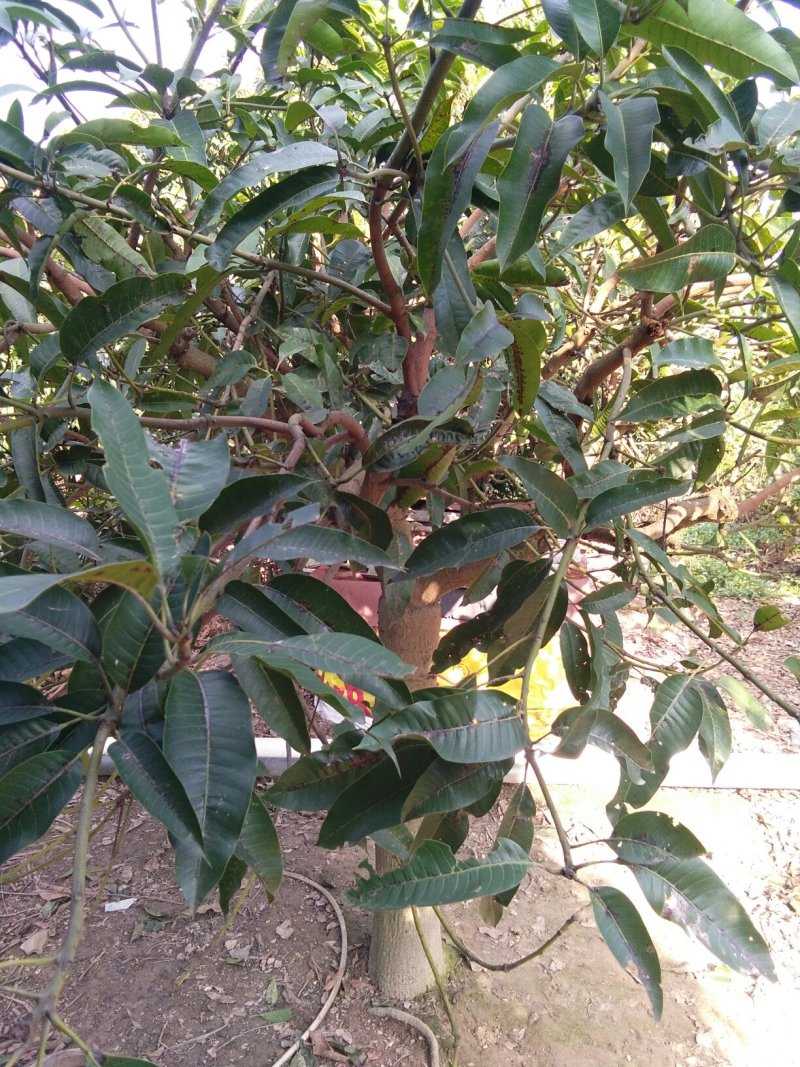 芒果树