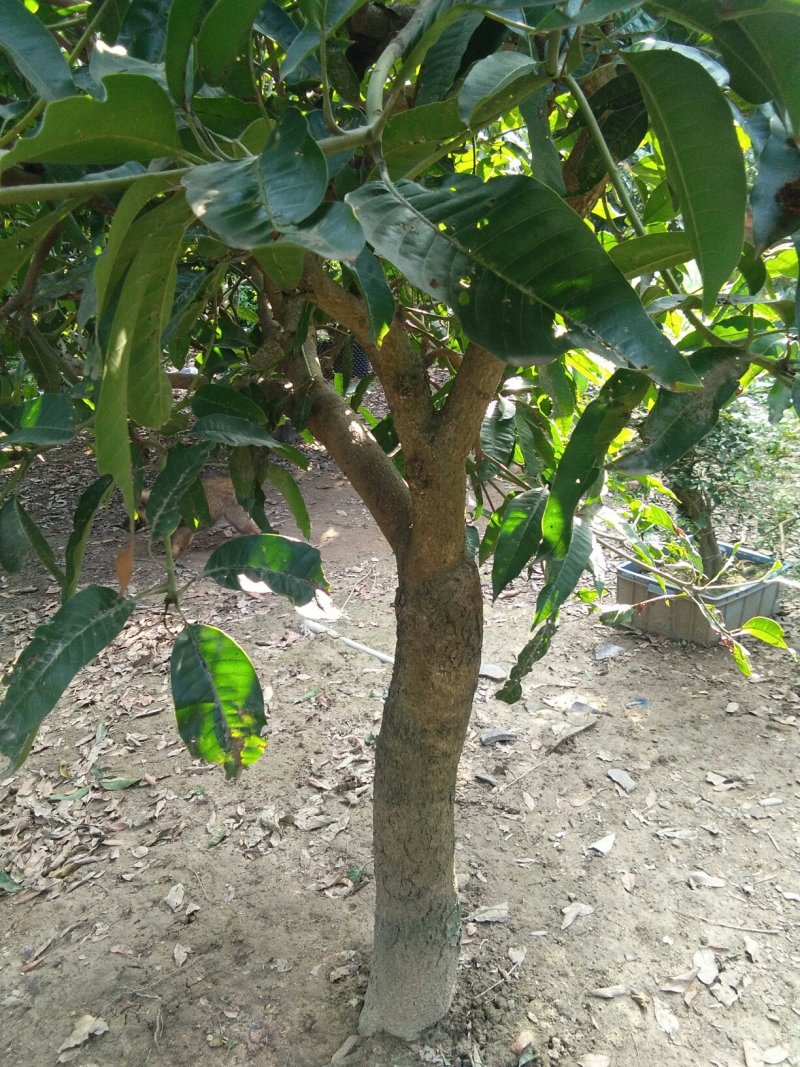芒果树