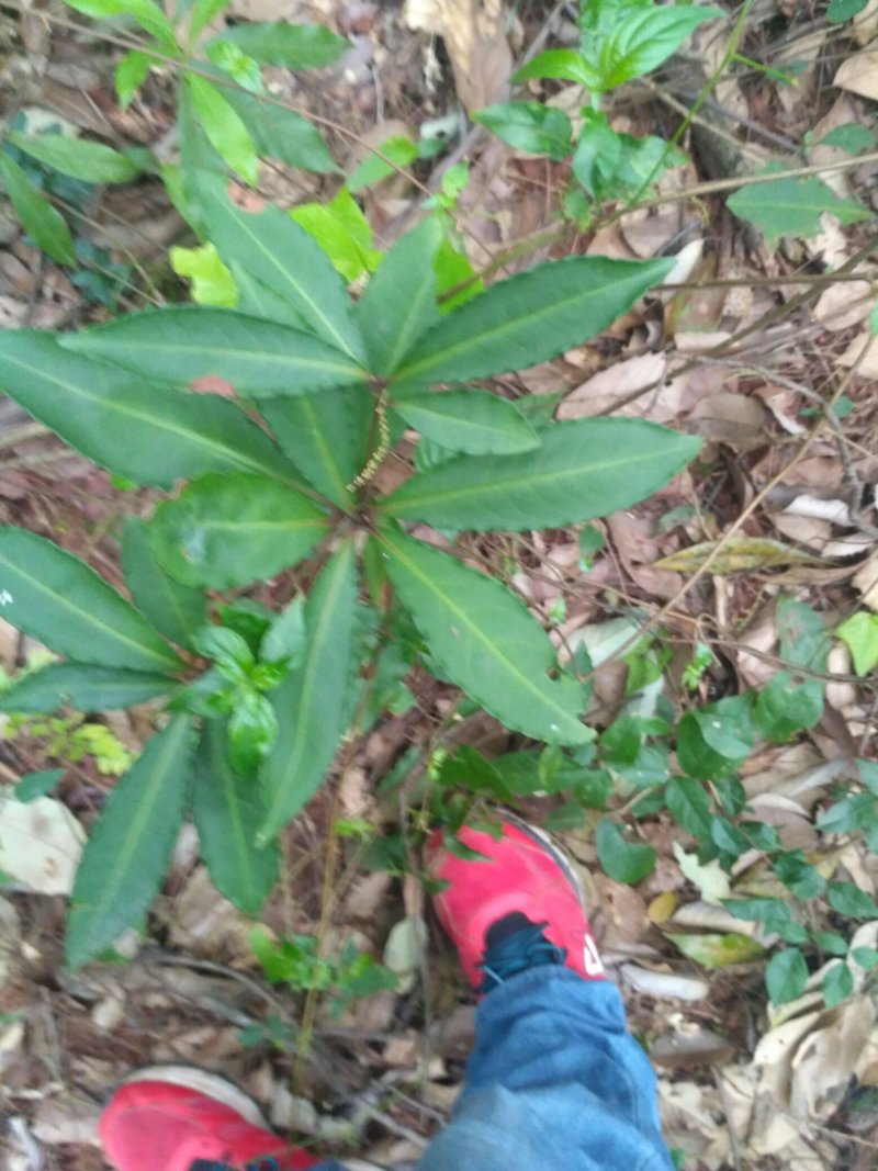 朱砂根，八爪金龙，大罗伞