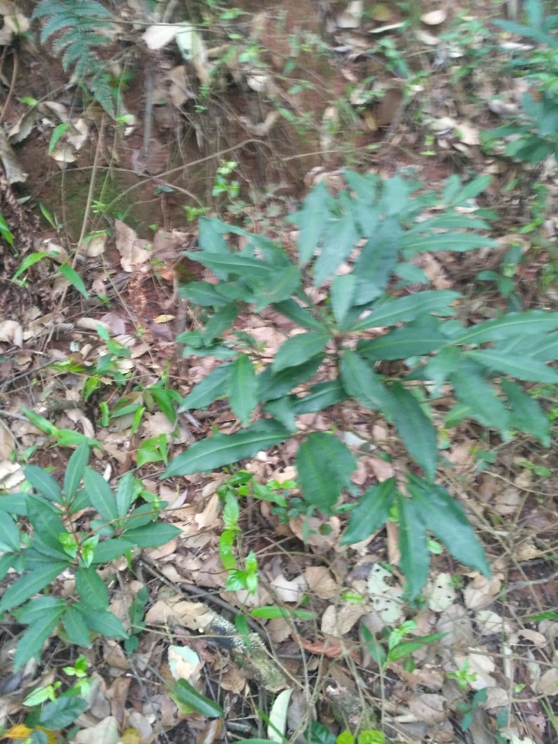朱砂根，八爪金龙，大罗伞