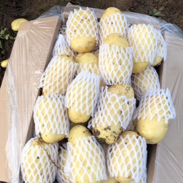 滕州大棚冷库土豆荷兰十五黄皮黄心