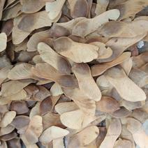 五角枫种子新采种子出芽率90%以上