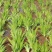 鸢尾货源充足，品相好。装车快。没有病虫害，根系发达