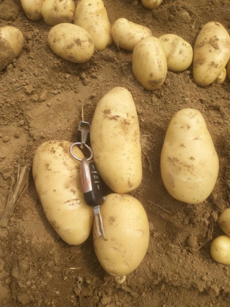 滕州大棚冷库土豆荷兰十五黄皮黄心