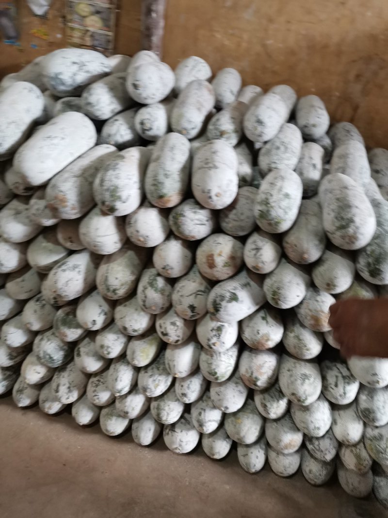 云南香冬瓜，香糯粉，自然生长