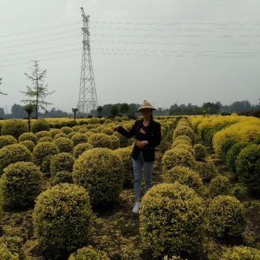 金叶女贞球基地大量销售，金叶金禾女贞价格