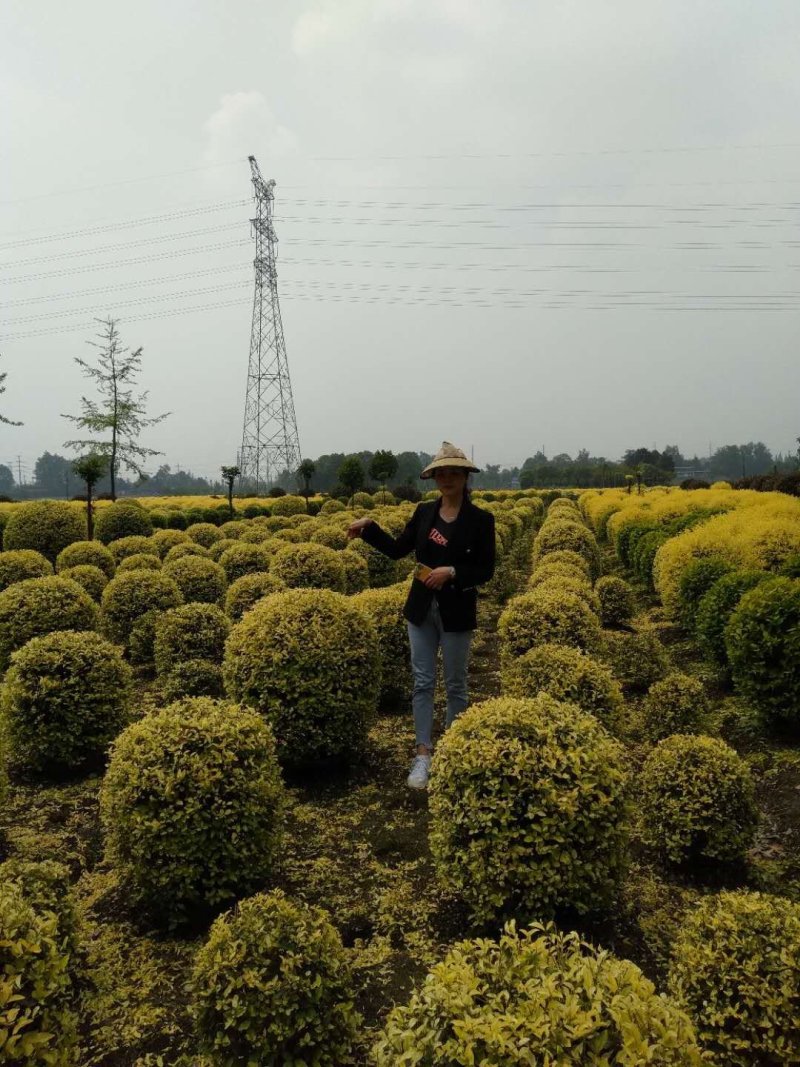 金叶女贞球基地大量销售，金叶金禾女贞价格