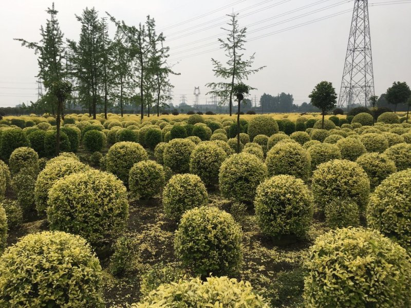 金叶女贞球基地大量销售，金叶金禾女贞价格