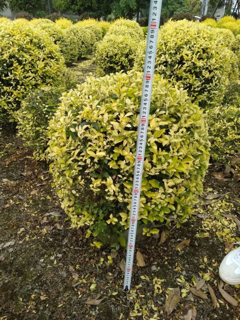 金叶女贞球基地大量销售，金叶金禾女贞价格