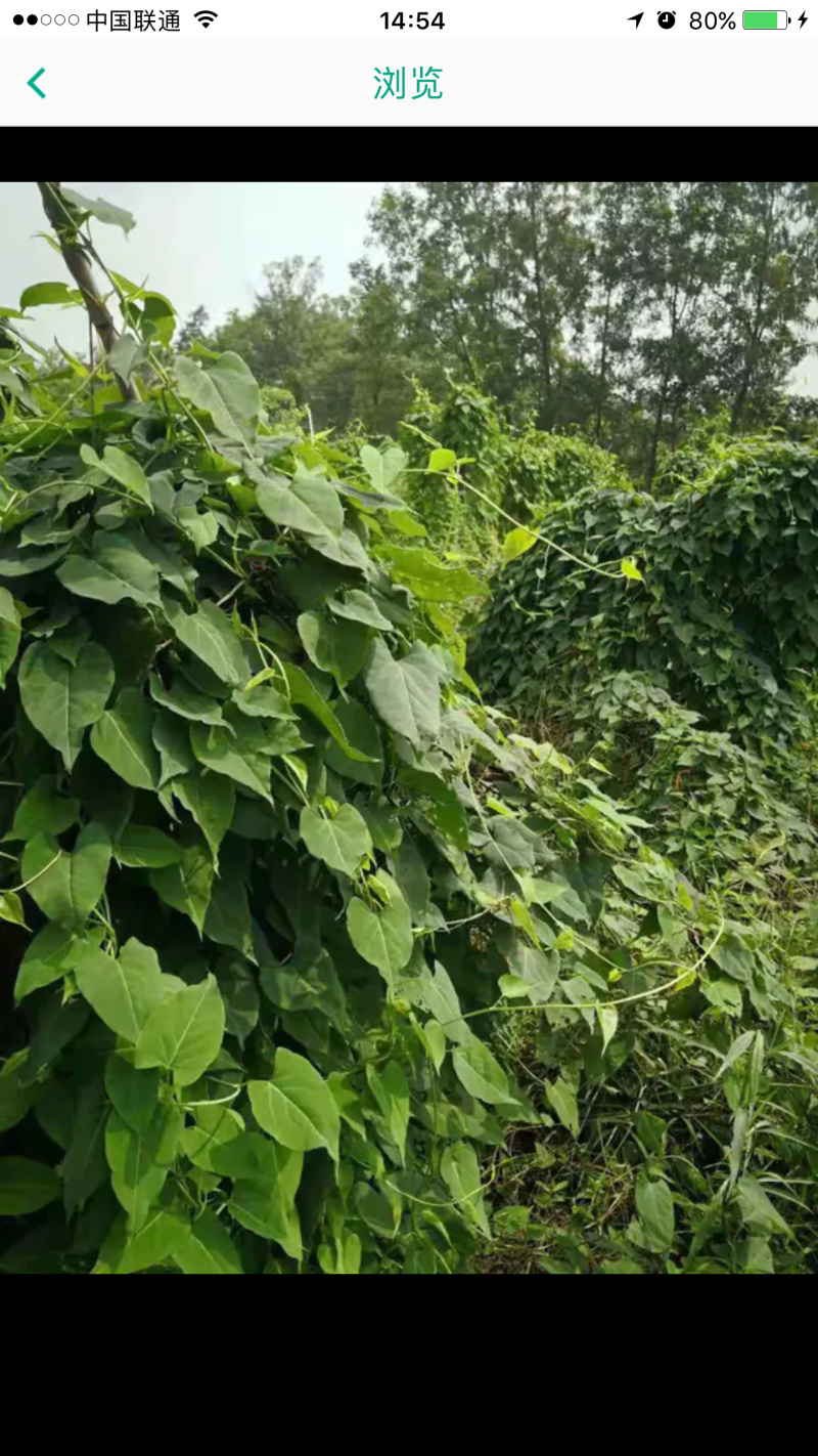 何首乌苗子，何首乌根茎，技术指导，成活率90%，一件代发