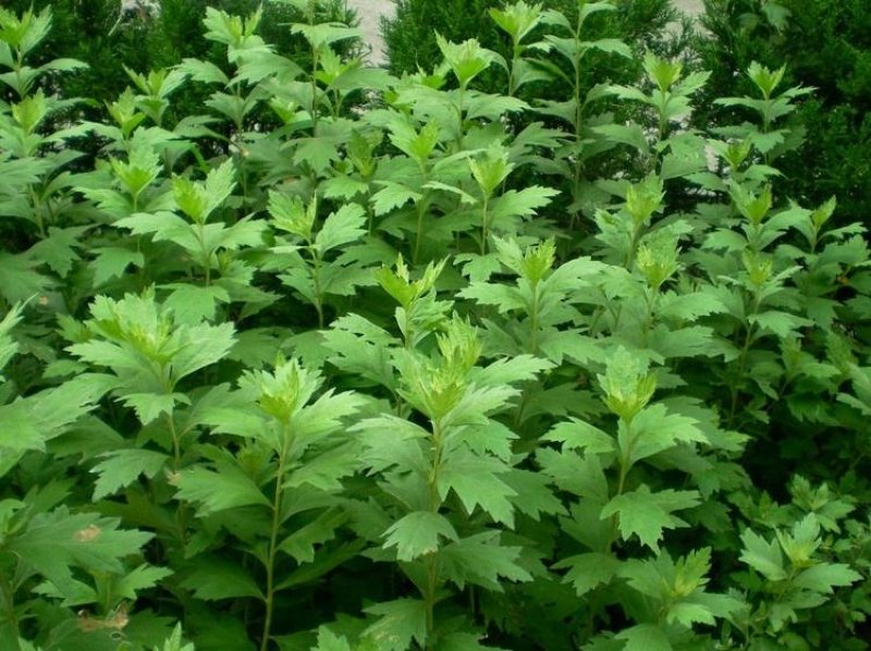 野生艾草艾草种子野生五月艾草种子大叶艾草种子食用药材四季