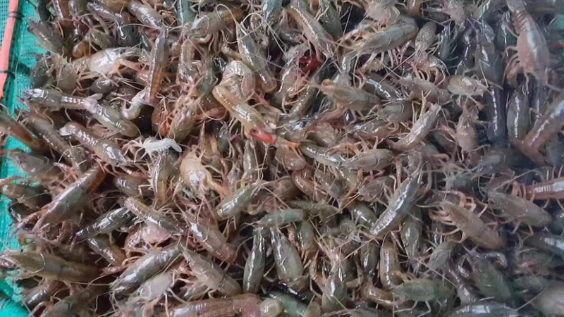 出售虾苗，种虾，水草，保证成活率，免费提供养殖技术