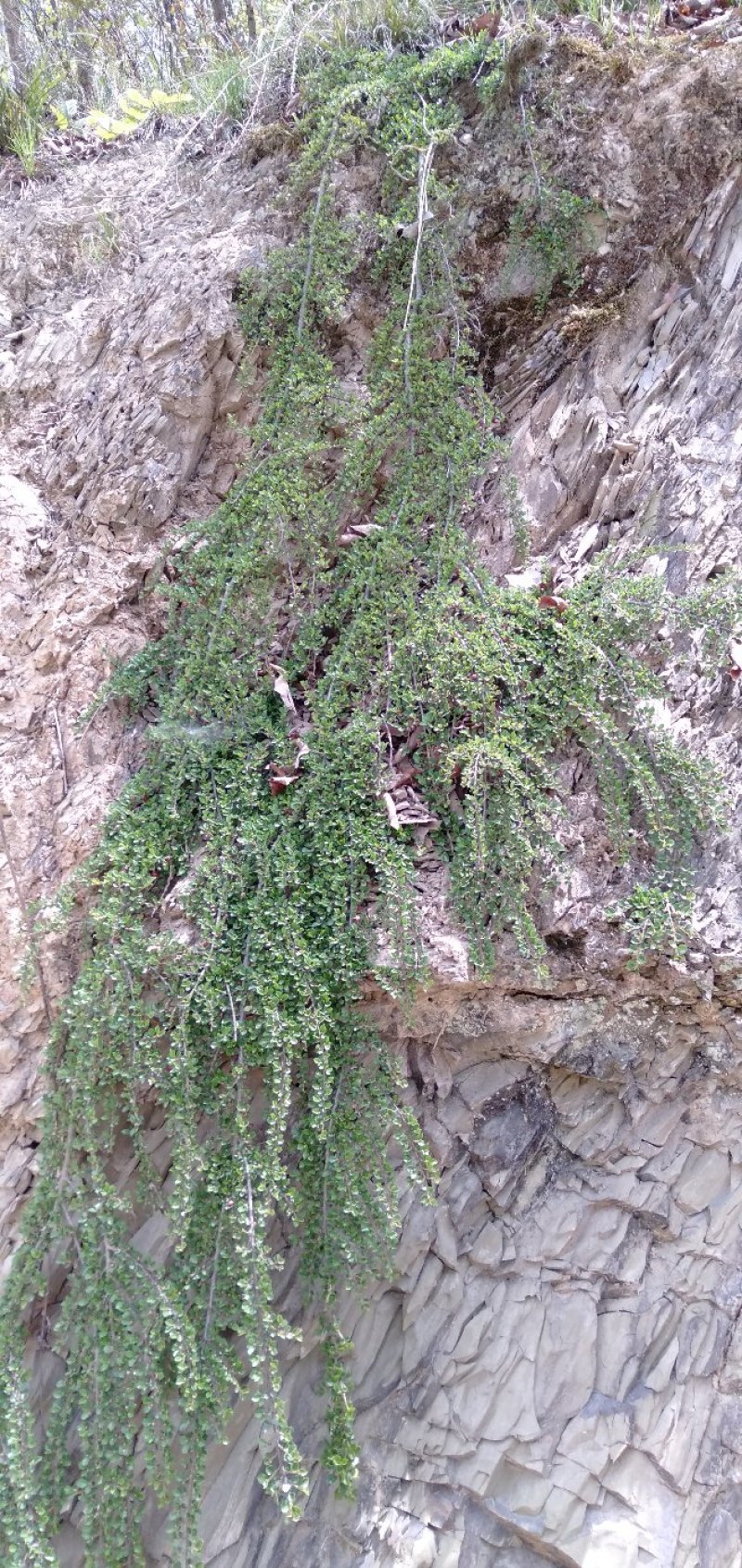 小叶荀子