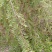 小叶荀子