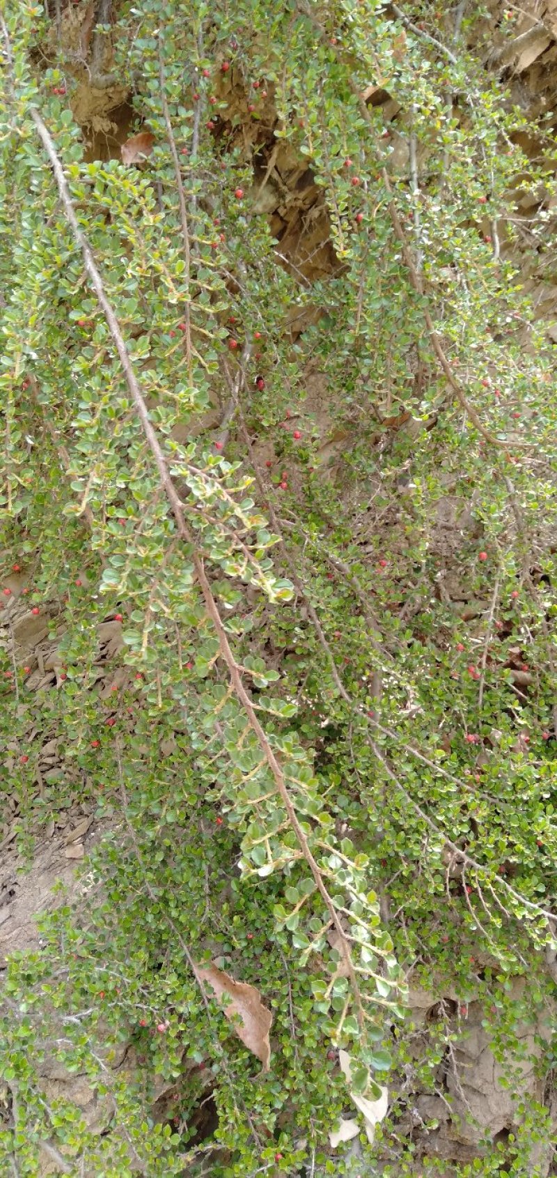 小叶荀子