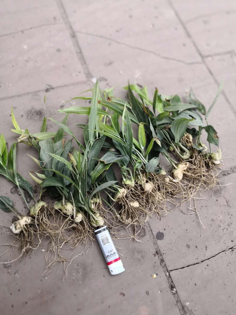 黄精籽育苗，多花姜型甜黄精，提供技术指导，一件代发