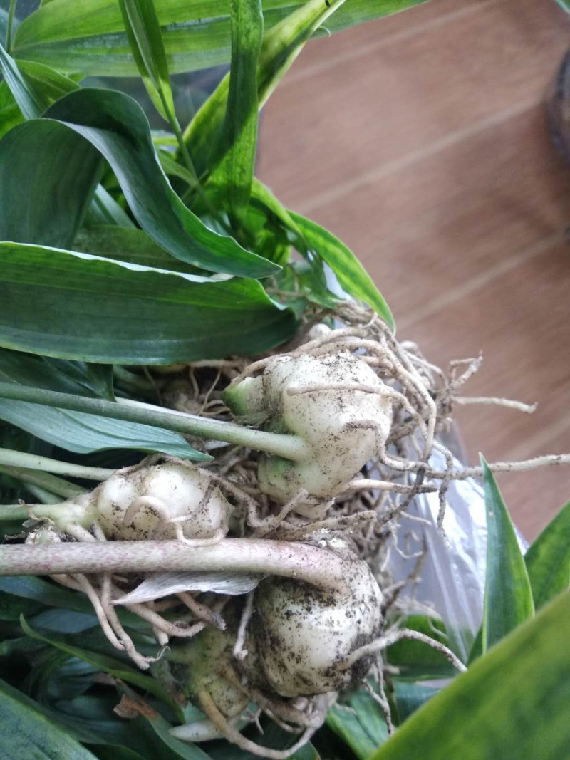 黄精籽育苗，多花姜型甜黄精，提供技术指导，一件代发