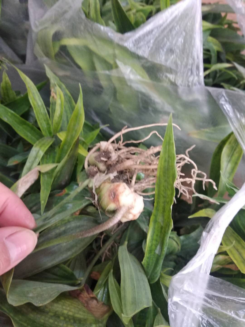 黄精籽育苗，多花姜型甜黄精，提供技术指导，一件代发