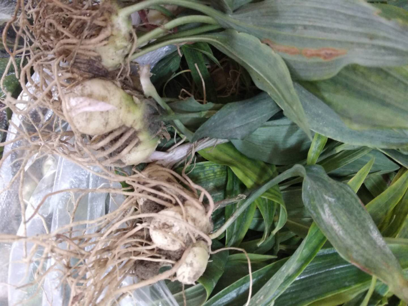 黄精籽育苗，多花姜型甜黄精，提供技术指导，一件代发