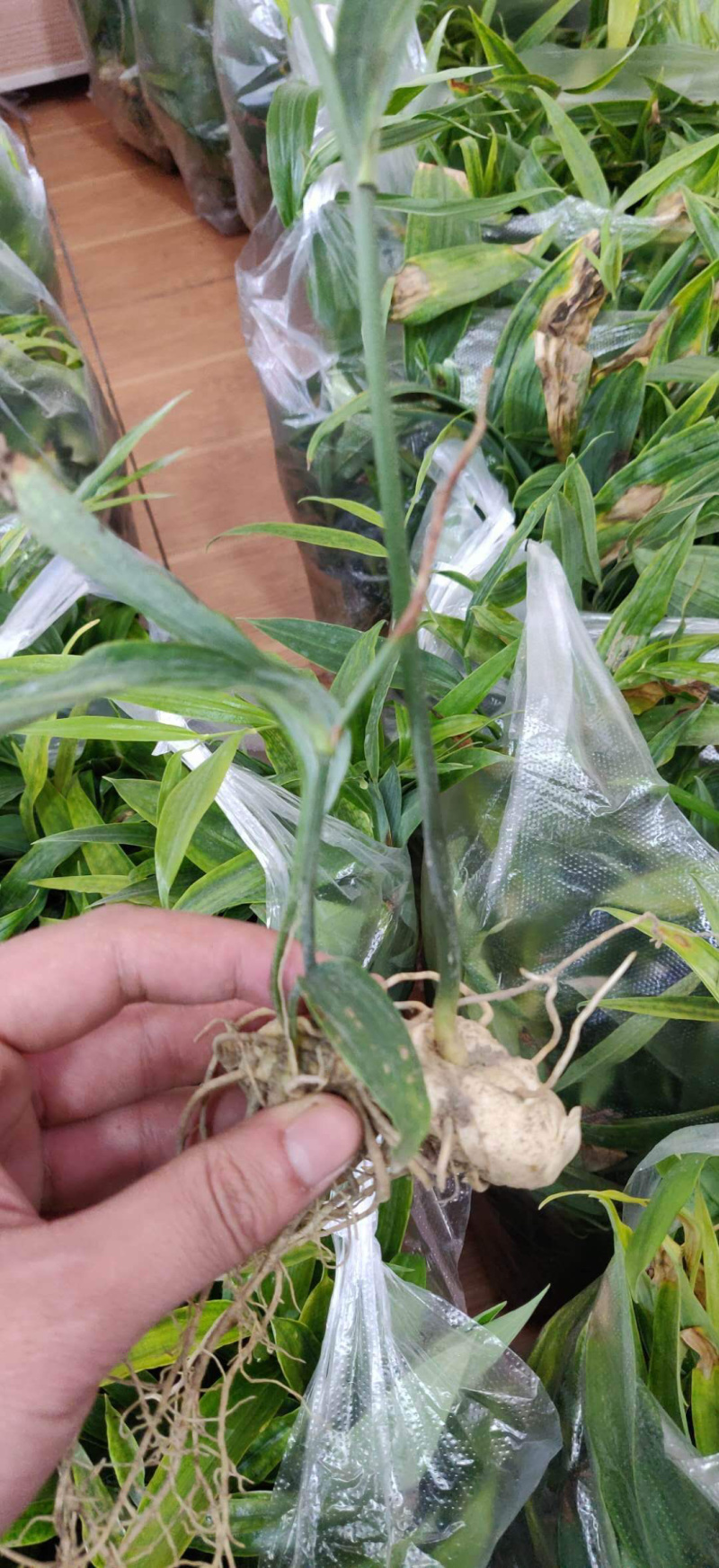 黄精籽育苗，多花姜型甜黄精，提供技术指导，一件代发
