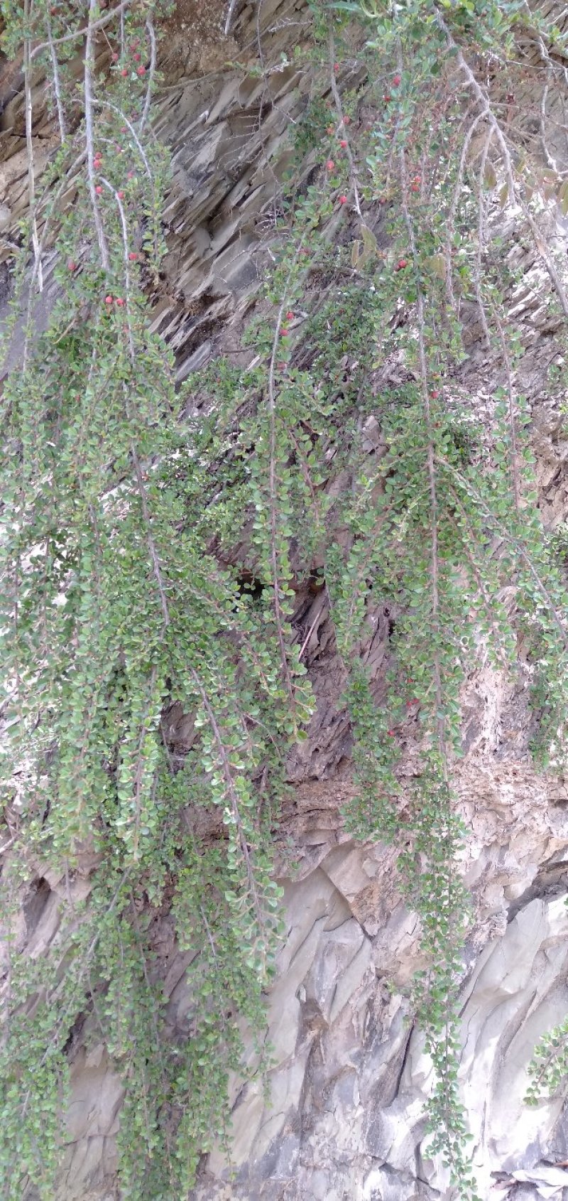 小叶荀子