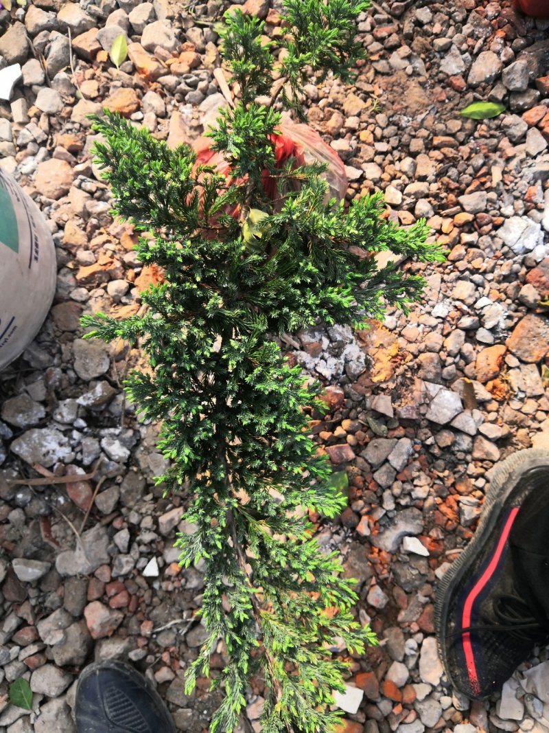 爬地柏沙地柏塔柏桧柏