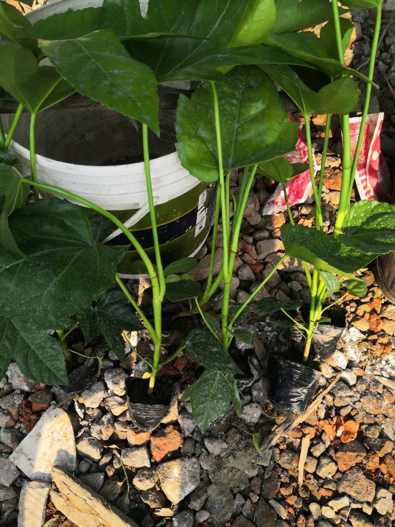 八角金盘小杯大杯毛球高杆