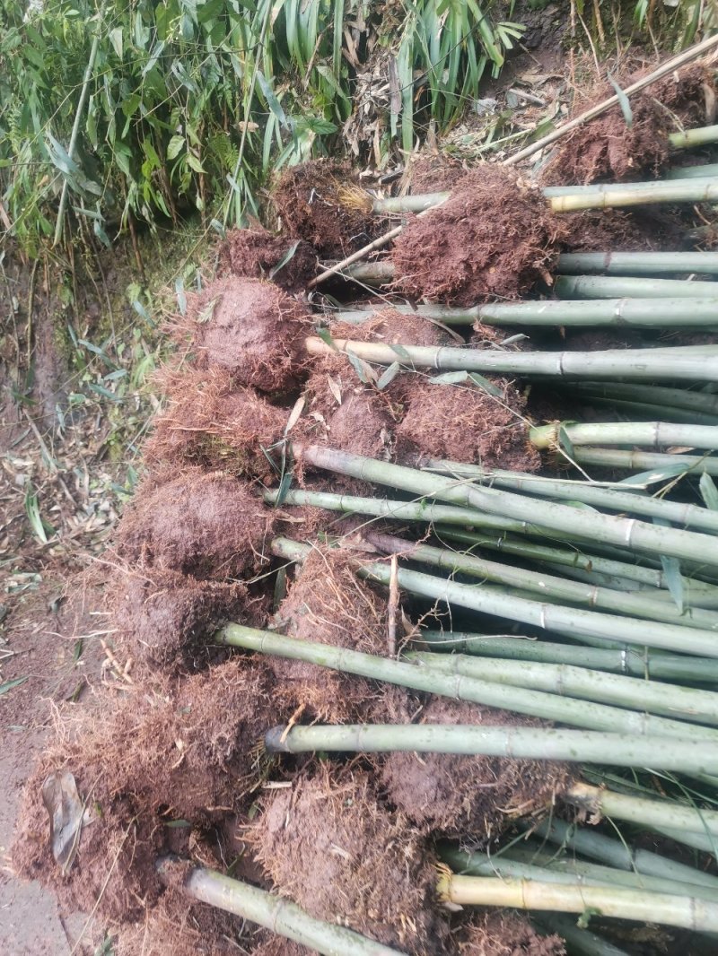 精品绿化竹苗斑竹苗雷竹苗水竹苗金竹苗钢竹苗欢迎选购