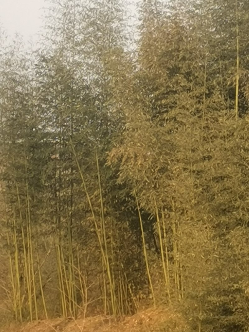 精品绿化竹苗斑竹苗雷竹苗水竹苗金竹苗钢竹苗欢迎选购