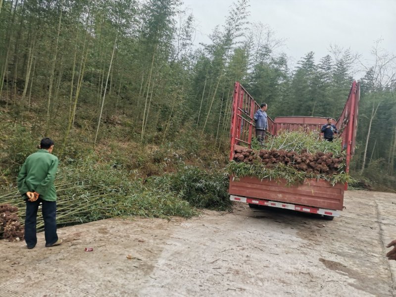 精品绿化竹苗斑竹苗雷竹苗水竹苗金竹苗钢竹苗欢迎选购