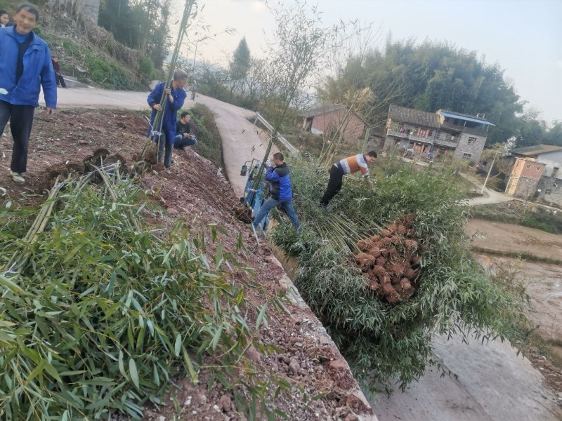 精品绿化竹苗斑竹苗雷竹苗水竹苗金竹苗钢竹苗欢迎选购