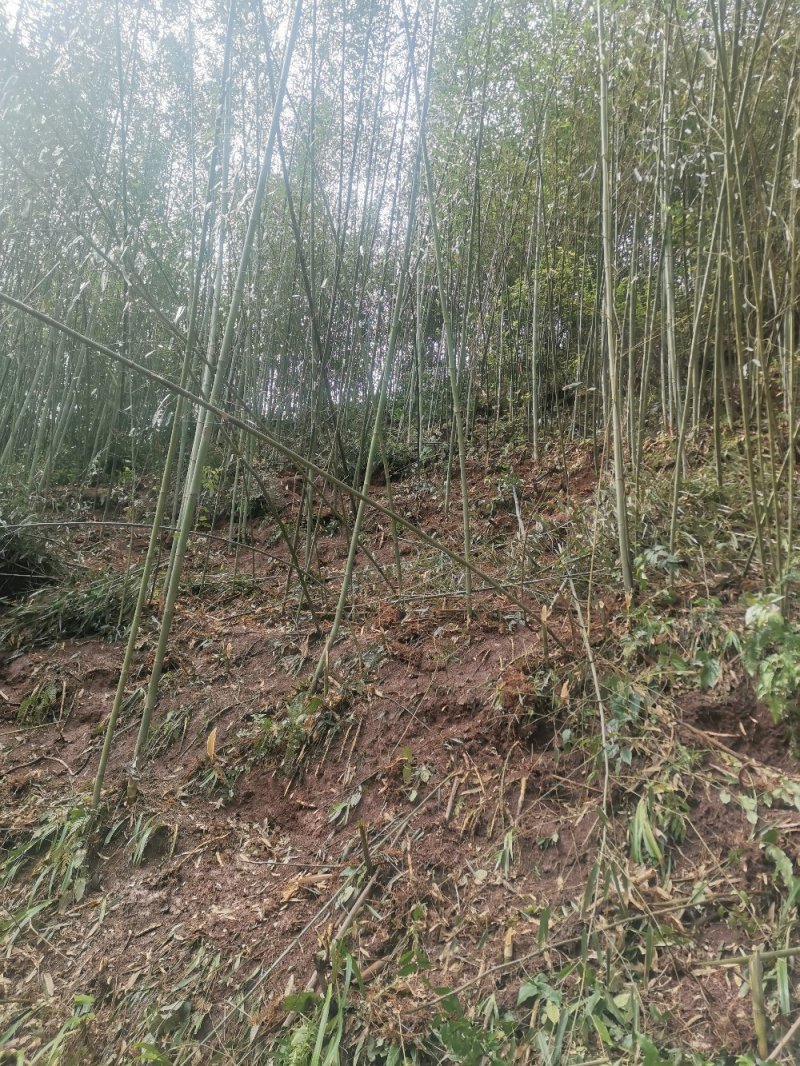 精品绿化竹苗斑竹苗雷竹苗水竹苗金竹苗钢竹苗欢迎选购