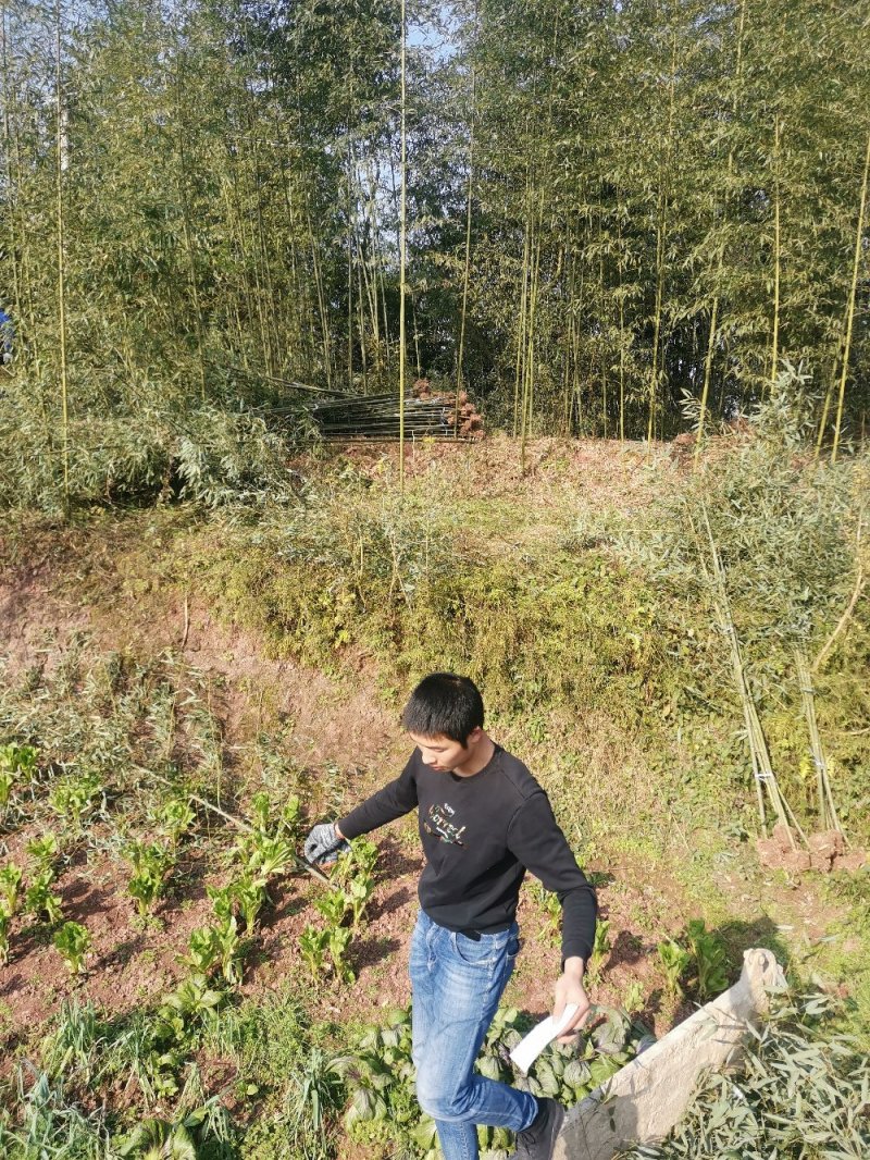 精品绿化竹苗斑竹苗雷竹苗水竹苗金竹苗钢竹苗欢迎选购