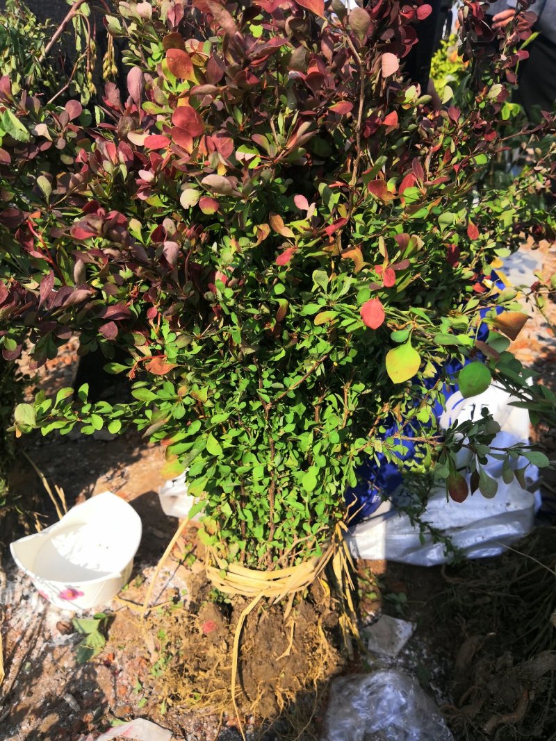 红叶小檗紫叶小檗有刺落叶