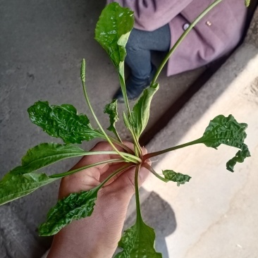 野生车前草