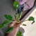 野生车前草