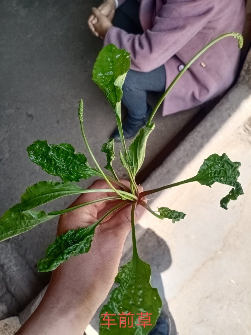 野生车前草