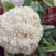 青梗散花