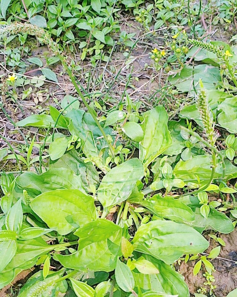 野生车前草