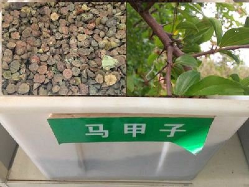 马甲子马甲子种子鸟不粘种子耐寒围墙四季播种易播室外
