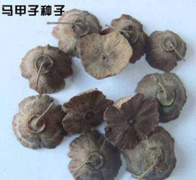 马甲子马甲子种子鸟不粘种子耐寒围墙四季播种易播室外
