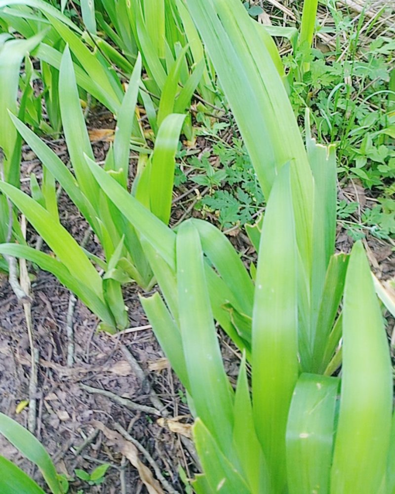 扁竹兰