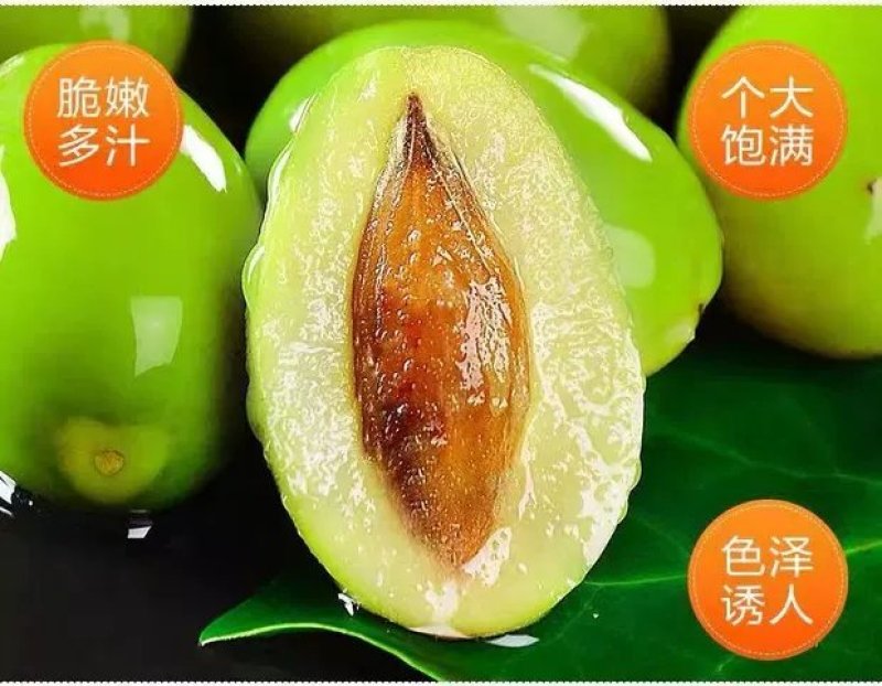 橄榄苗果树苗乌榄黑橄榄嫁接苗黄榄青榄橄榄树苗当年