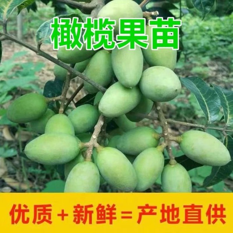 橄榄苗果树苗乌榄黑橄榄嫁接苗黄榄青榄橄榄树苗当年
