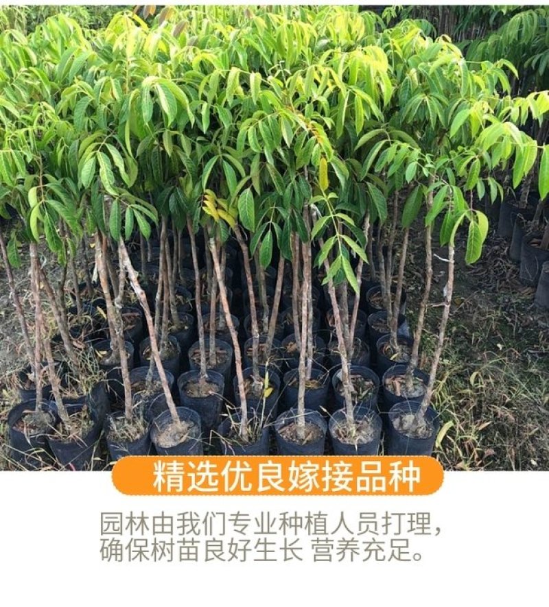 橄榄苗果树苗乌榄黑橄榄嫁接苗黄榄青榄橄榄树苗当年