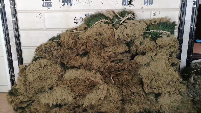 带根半枝莲50斤起批，运费物流包邮自提