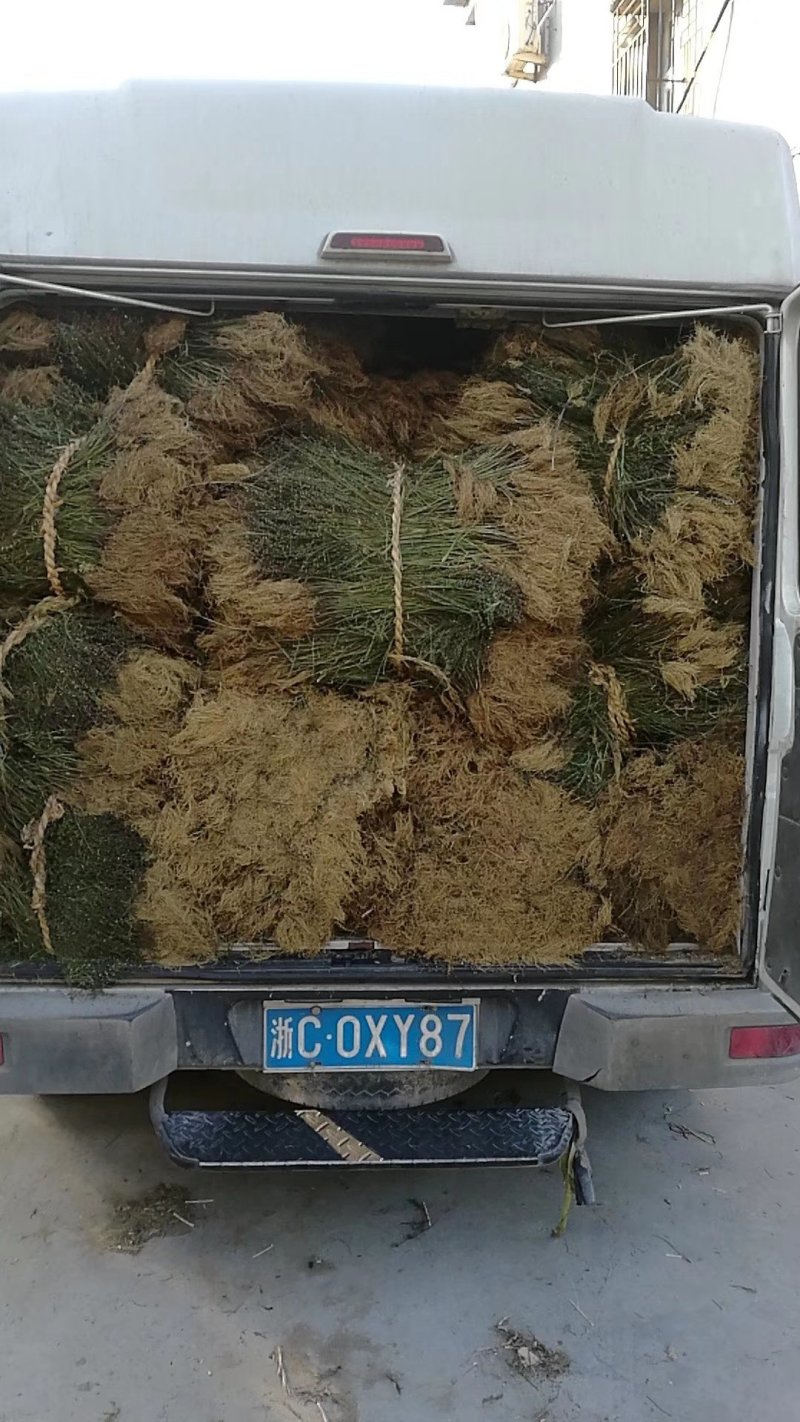 带根半枝莲50斤起批，运费物流包邮自提