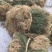 带根半枝莲50斤起批，运费物流包邮自提