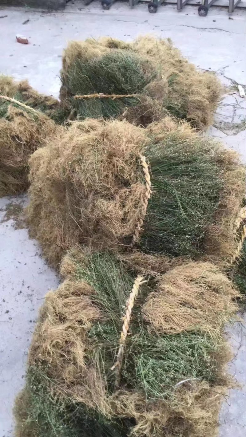 带根半枝莲50斤起批，运费物流包邮自提