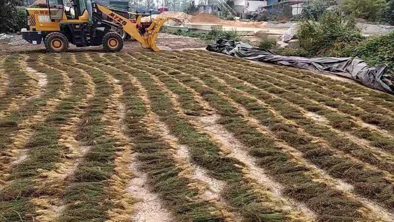 带根半枝莲50斤起批，运费物流包邮自提